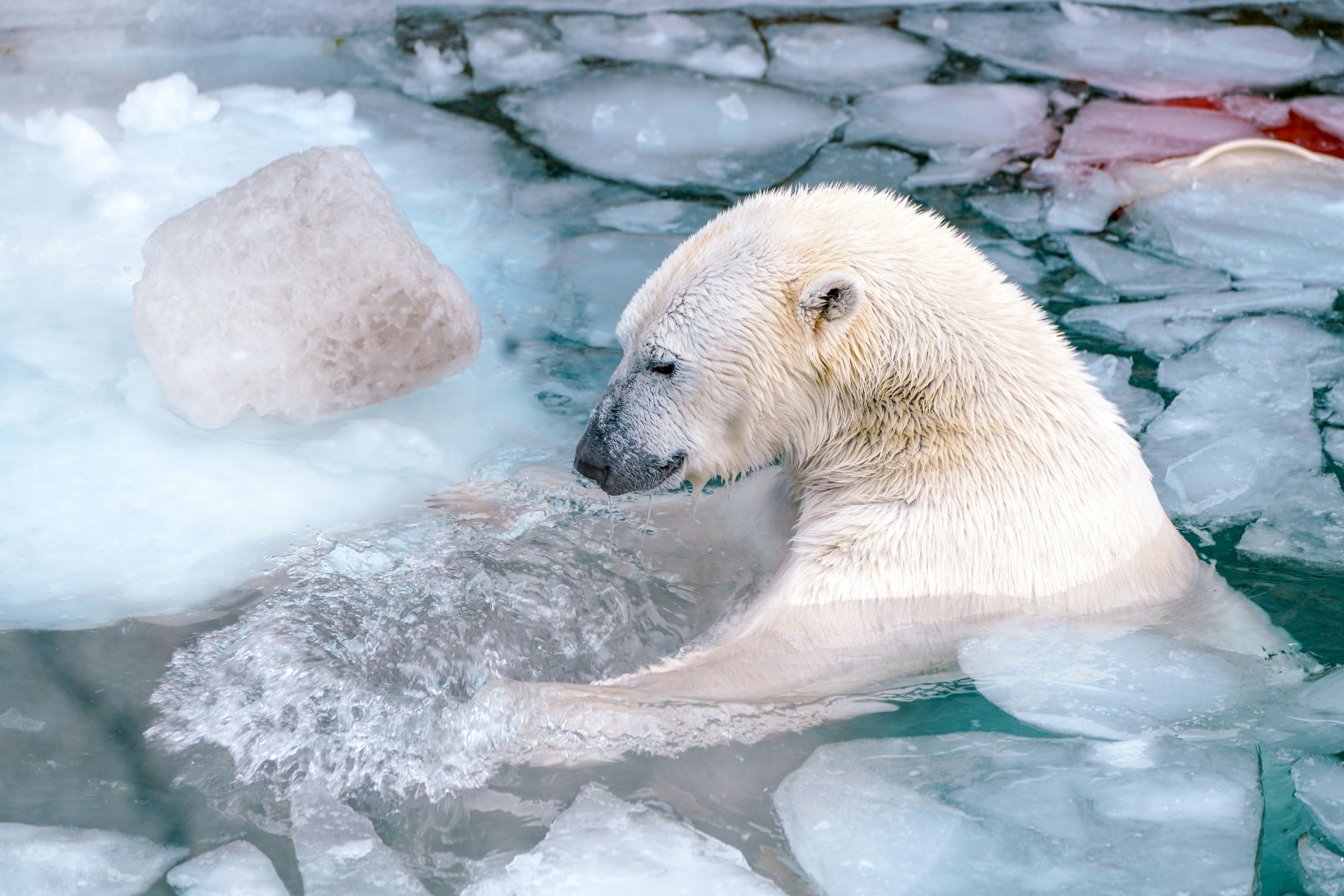 Polar bear on melting ice