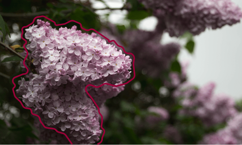 Photo of a cluster of small pink flowers on a leaf background